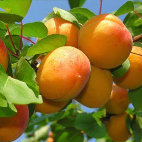 Fresh Apricot