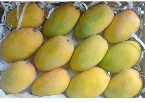 fresh kesar mango