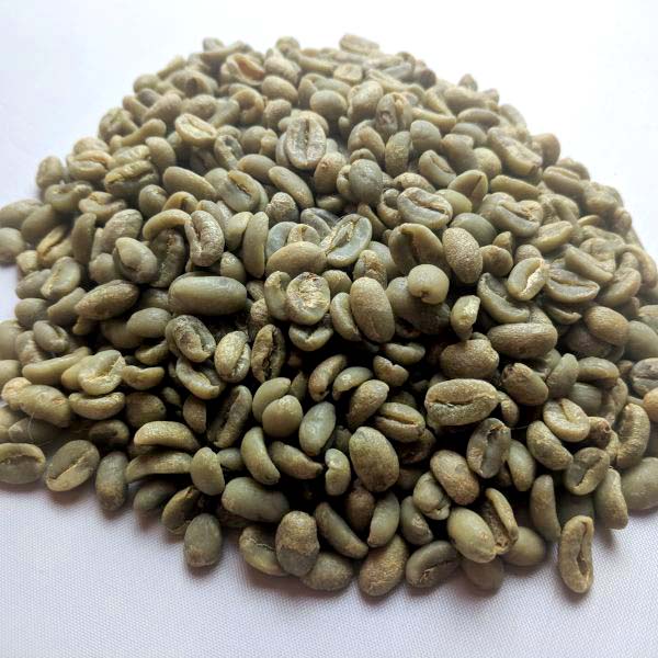 25kg Organic coffee beans, Packaging Type : Ganny Bag, Jute Bag, Plastic Bag