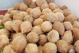 Raw Organic semi husked coconut, Coconut Size : Medium, Large