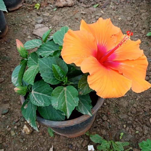 Hibiscus Flower Plant, Color : Green