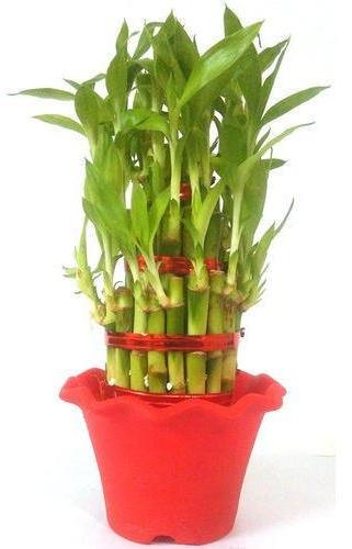 Lucky Bamboo Plant, Color : Green