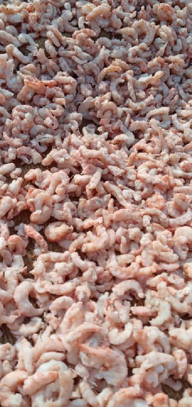 Headless Sola ( Dry shrimp), for Cooking, Food, Human Consumption, Feature : Non Harmful, Protein