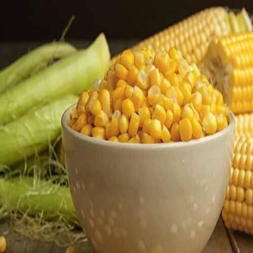 Maize