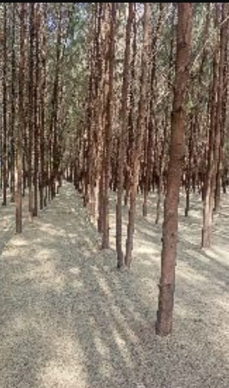 Casuarina pole, Size : 1-10ft, 10-20ft