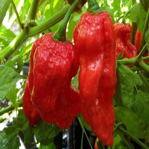 Supplier of Chilli from Imphal, Manipur by TREPAN EXPORT IMPORT