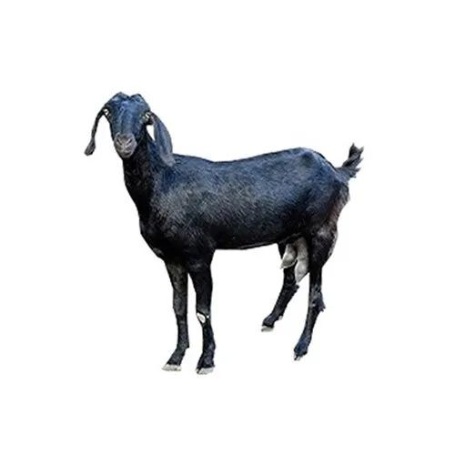 live goat