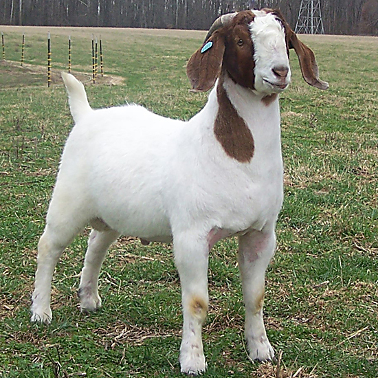 Live Goat Lamb