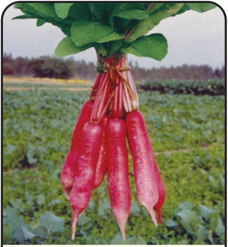 Organic Chinese Pink Radish Seeds, for Agriculture, Certification : FSSAI Certified