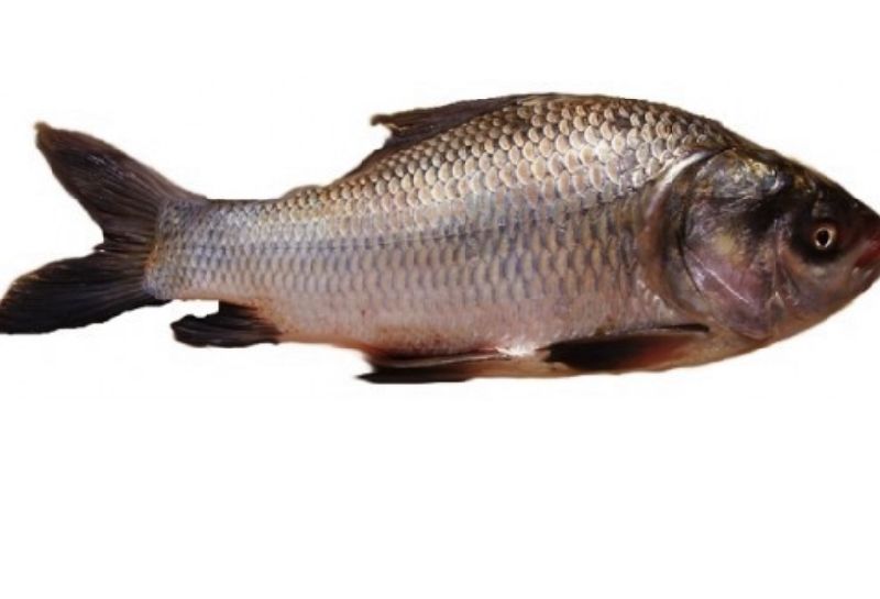 fresh tilapia fish, Packaging Size Per Wish at Rs 190 / kg in