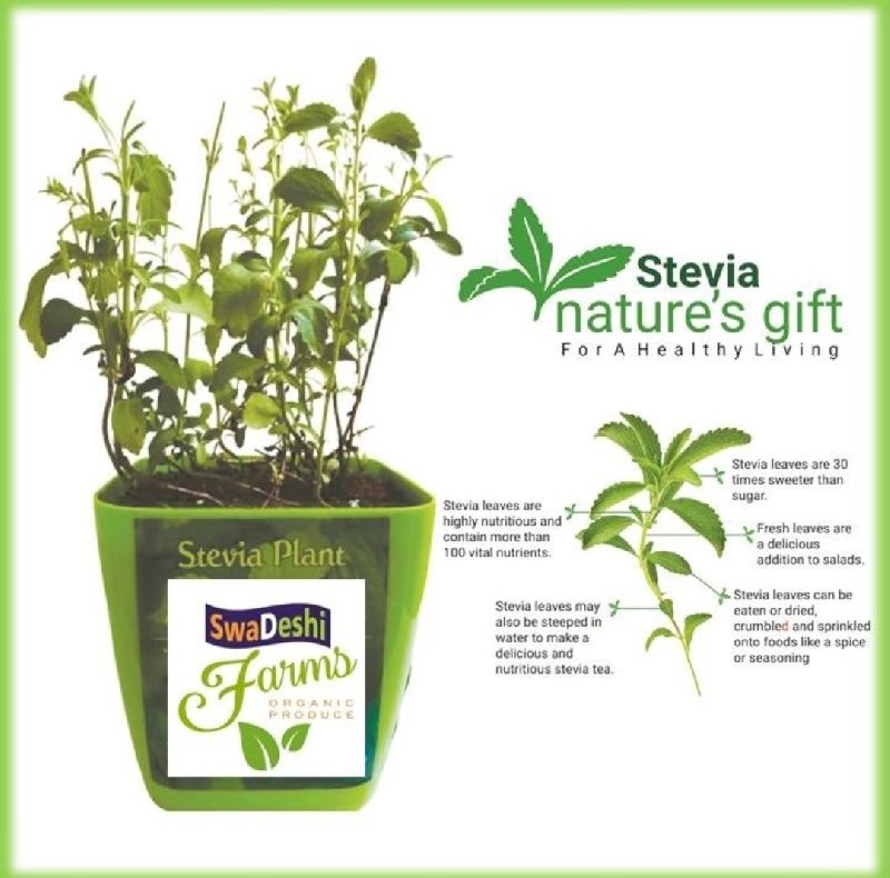 Organic Stevia Plants, Feature Multiple Health Benefits, Taste