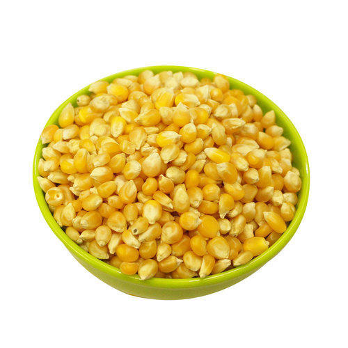 Organic Corn Seed