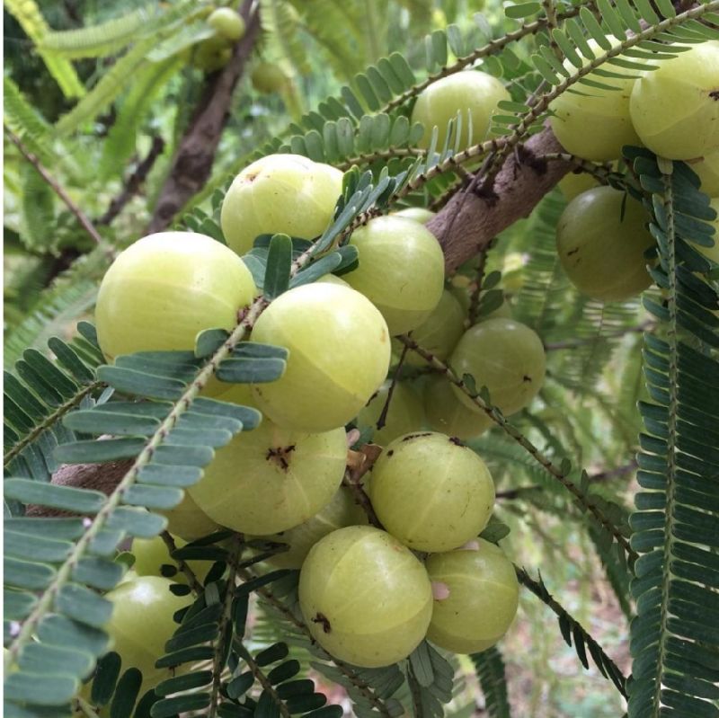 Common amala, for Cooking, Medicine, Murabba, Skin Products, Certification : India