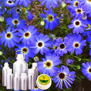 Chamomile Oil