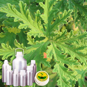 Citronella Oil