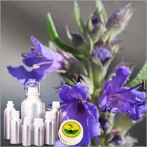 Hyssop Oil