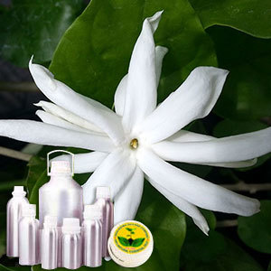 Jasmine Grandiflorum Absolute Oil