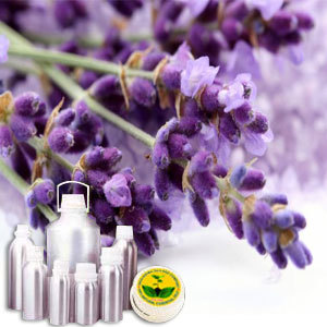 Lavender Absolute Oil