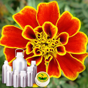 Tagetes Oil