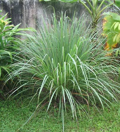 Lemon Grass