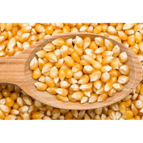 Organic Corn Seeds, Packaging Type : Plastic Pouch