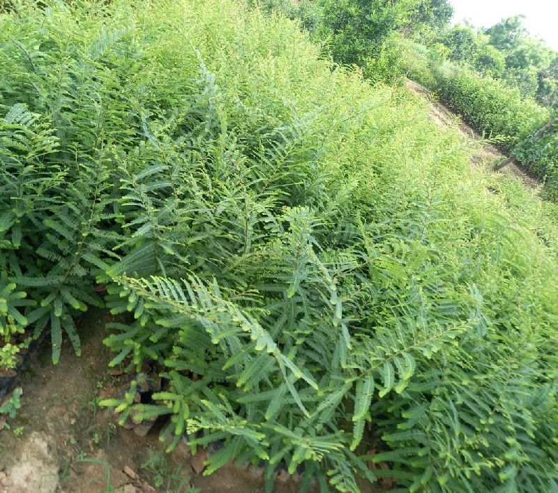 Desi Amla Plant, for Gardening