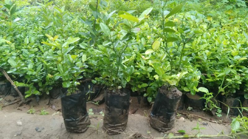 Karonda Plant, Feature : High Yield
