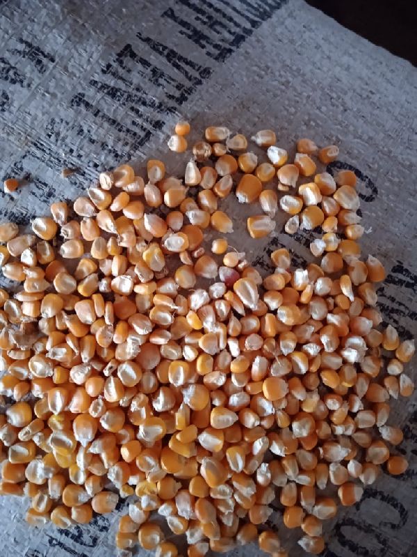 Maize, for Making Popcorn, Human Food, Cattle Feed, Bio-fuel Application, Animal Food, Packaging Type : Plastic Pouch