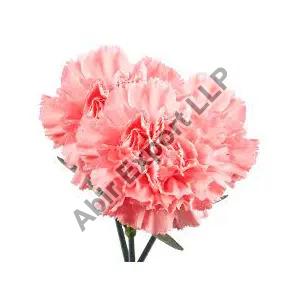 Common Carnation Flower, Feature : Colorful Pattern, Freshness, Natural Fragrance, Non Artificial