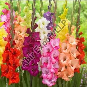 Gladiolus Flower, for Decorative, Garlands, Vase Displays, Occasion : Birthday, Party, Weddings