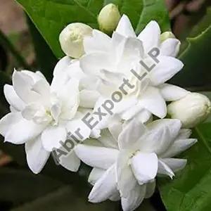 Jasmine Flower, for Decorative, Garlands, Vase Displays, Wreaths, Occasion : Birthday, Party, Weddings