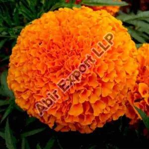 Common Marigold Flower, Style : Natural