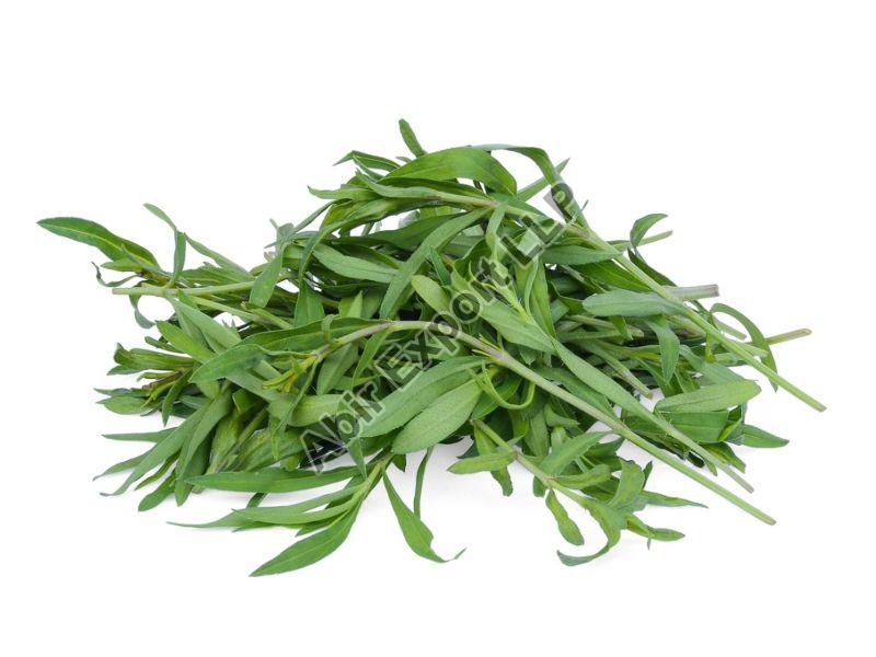 Tarragon Leaves