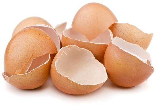 Eggshell chips Egg Shell