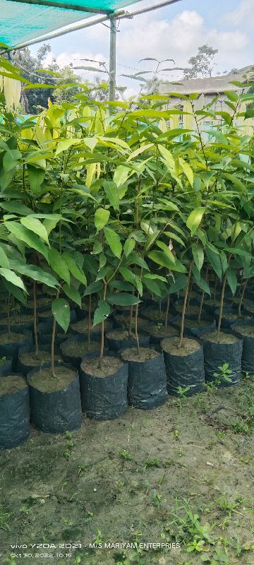 Nahar plants