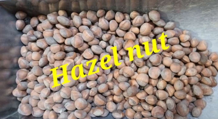 Hazel nut