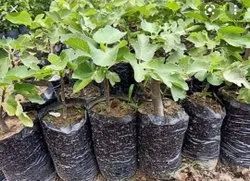 Dyna Natural Anjeer Plant, Feature : Eco Friendly