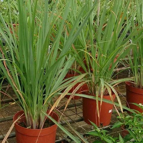 Natural Lemongrass Plant, for Medicinal Purpose, Feature : Good Quality