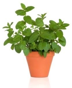 Mentha Plant