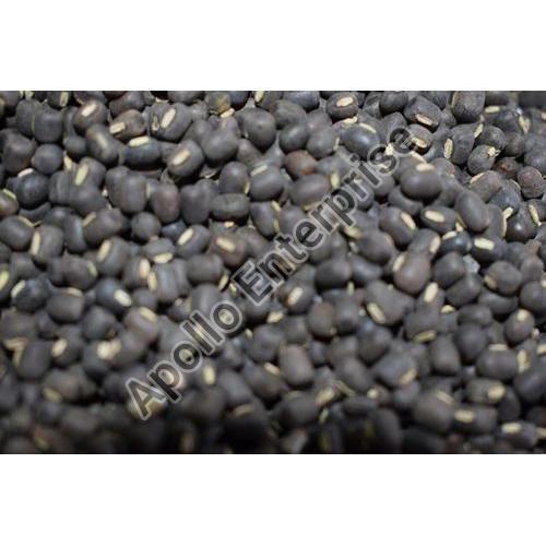 whole black urad dal