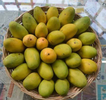Organic Fresh Dasheri Mango, Shelf Life : 10 Days