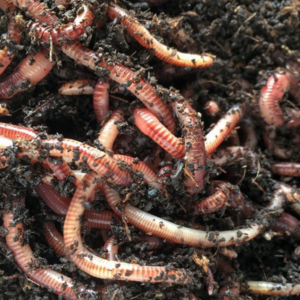 Live Earthworms