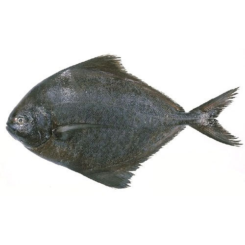 Fresh Black Pomfret Fish, Shelf Life : 1day
