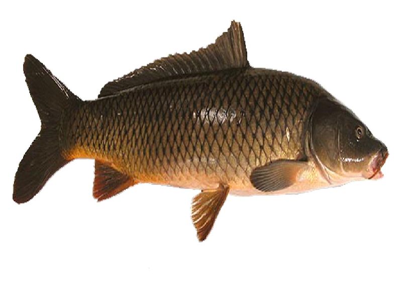 Fresh Common Carp Fish, Feature : High In Protein