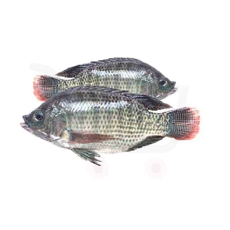 Fresh Tilapia Fish