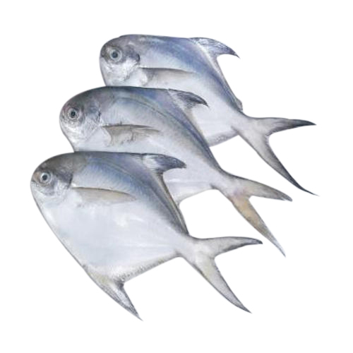 Fresh White Pomfret Fish, Feature : Good For Health