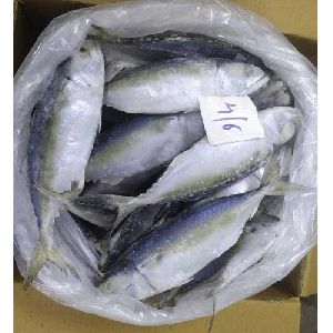 Frozen Basa Fish