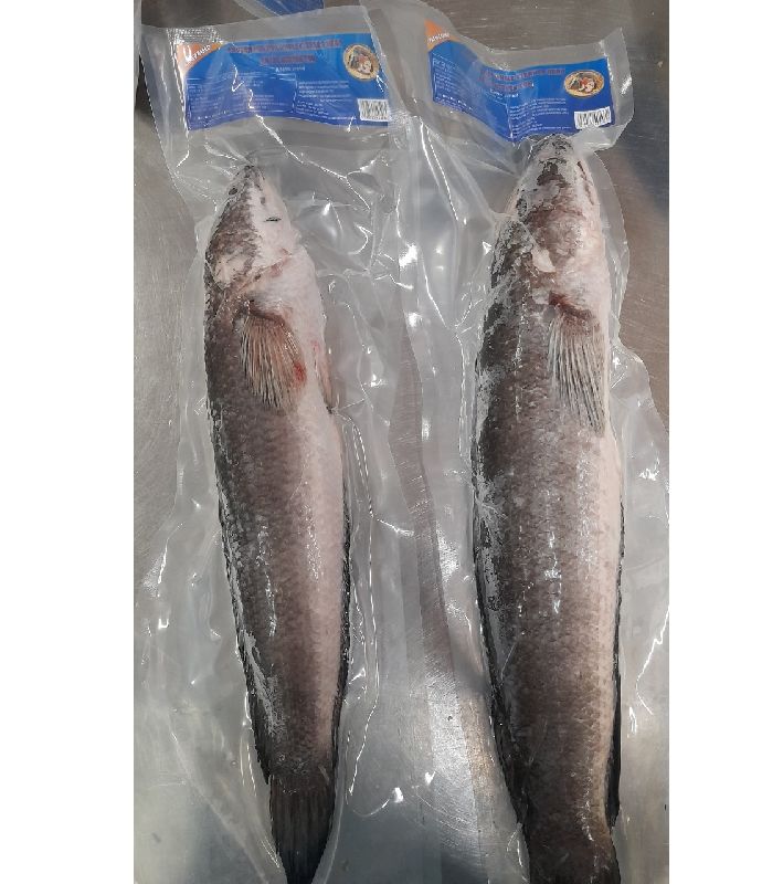Frozen Murrel Fish, Shelf Life : 1day