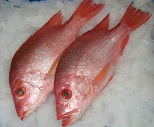 Frozen Red Snapper Fish, Shelf Life : 1day