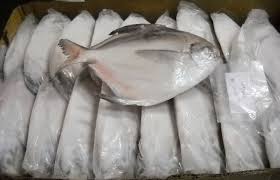 Frozen Silver Pomfret Fish, Packaging Type : Thermocol Box, Thermocol Box